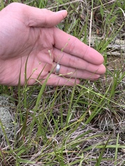 Dichanthelium depauperatum