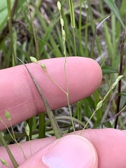 Dichanthelium depauperatum