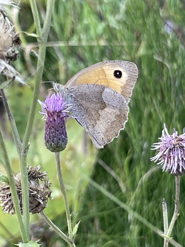 Meadow Brown