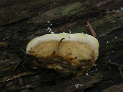 Trametes velutina
