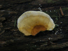 Trametes velutina