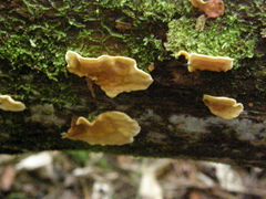 Trametes velutina