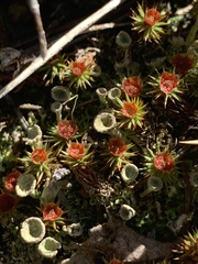 Polytrichum piliferum