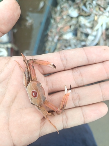 Exopheticus insignis