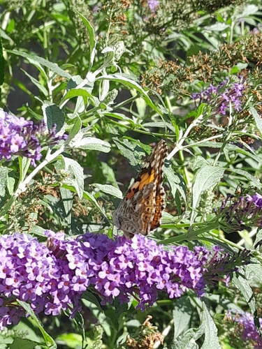 Painted Lady