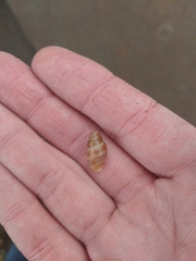 Buccinulum littorinoides