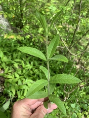 Veronicastrum virginicum