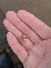 Buccinulum littorinoides