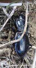 Pasimachus elongatus