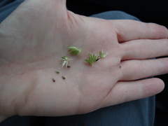 Phalaris caroliniana