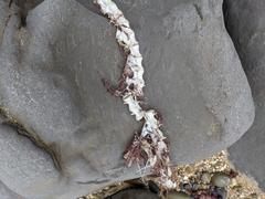 Gempylidae