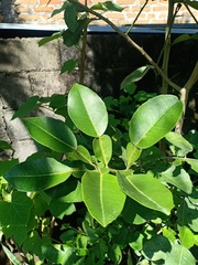 Citrus hystrix