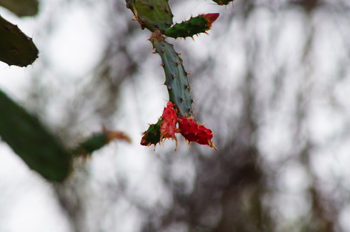 Opuntia auberi, photograph 3