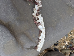 Gempylidae
