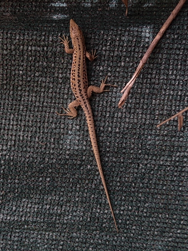 Italian Wall Lizard