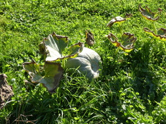 Cucurbita maxima maxima