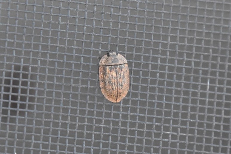 Pippingsköld's Bark-gnawing Beetle