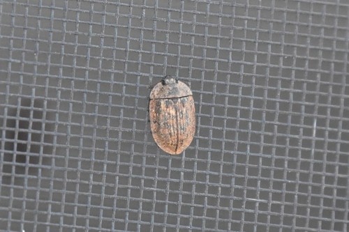Pippingsköld's Bark-gnawing Beetle