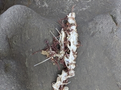 Gempylidae