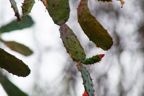 Opuntia auberi, photograph 4