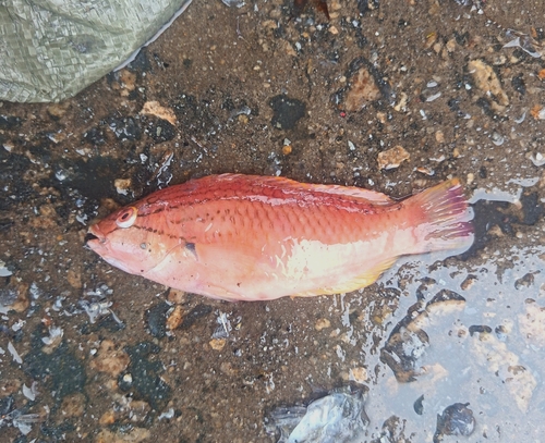 Red Naped Wrasse
