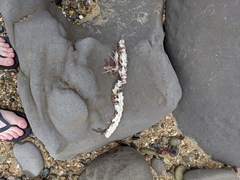 Gempylidae