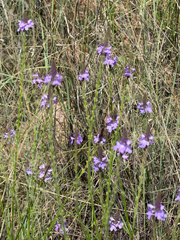 Verbena neomexicana, photograph (c) CK2AZ, some rights reserved (CC BY)
