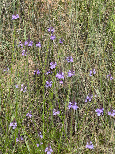 Verbena neomexicana, photograph 6