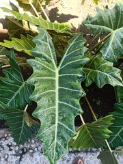 Alocasia amazonica
