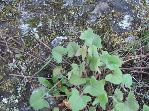 Rumex induratus
