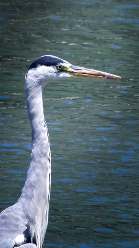 Grey Heron