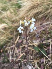 Arabidopsis arenosa