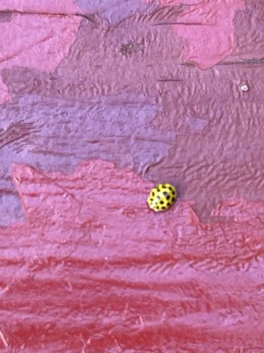 22-spot Ladybird