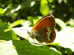 Coenonympha arcania