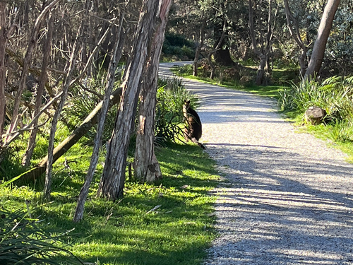 Swamp Wallaby