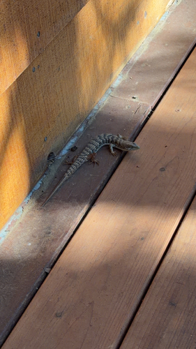 iNaturalist observation photo of Southern Alligator Lizard