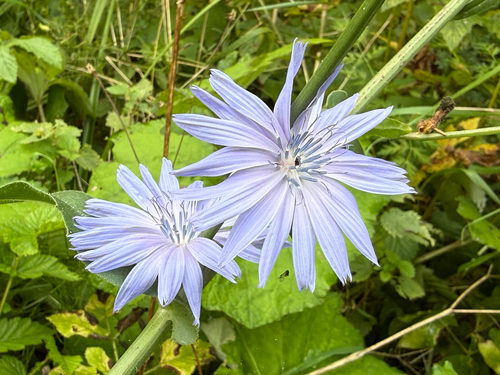 chicory
