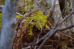 Piptadenia retusa