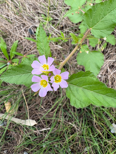 chocolateweed