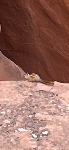 Hopi Chipmunk observed by jsaluke