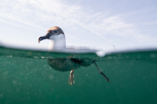 Puffin majeur