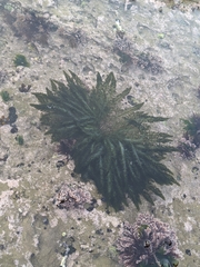 Bryopsis