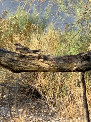 Lesser Nighthawk observed by weeeeewooooo