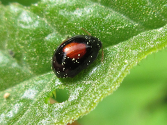 Argopistes biplagiatus