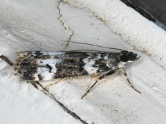 Eudonia protorthra