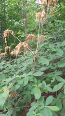 Rhododendron austrinum