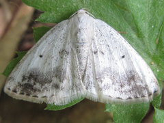Lomographa temerata