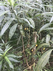 Solanum aviculare
