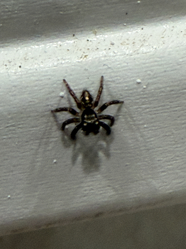 Twin-flagged Jumping Spider