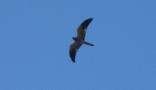 Montagu's Harrier